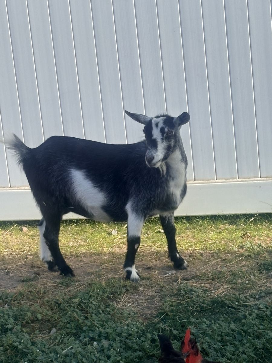 Healthy 1-Year-Old Female Pygmy/Nigerian Dwarf Goat - Proven Mom
