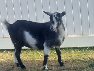 Healthy 1-Year-Old Female Pygmy/Nigerian Dwarf Goat - Proven Mom
