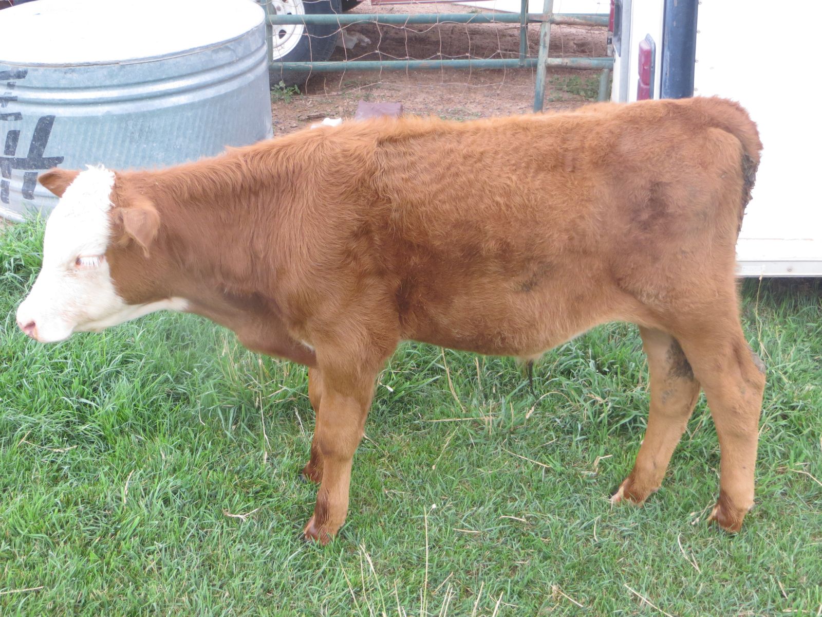 Red Angus X Hereford Bull Calf
