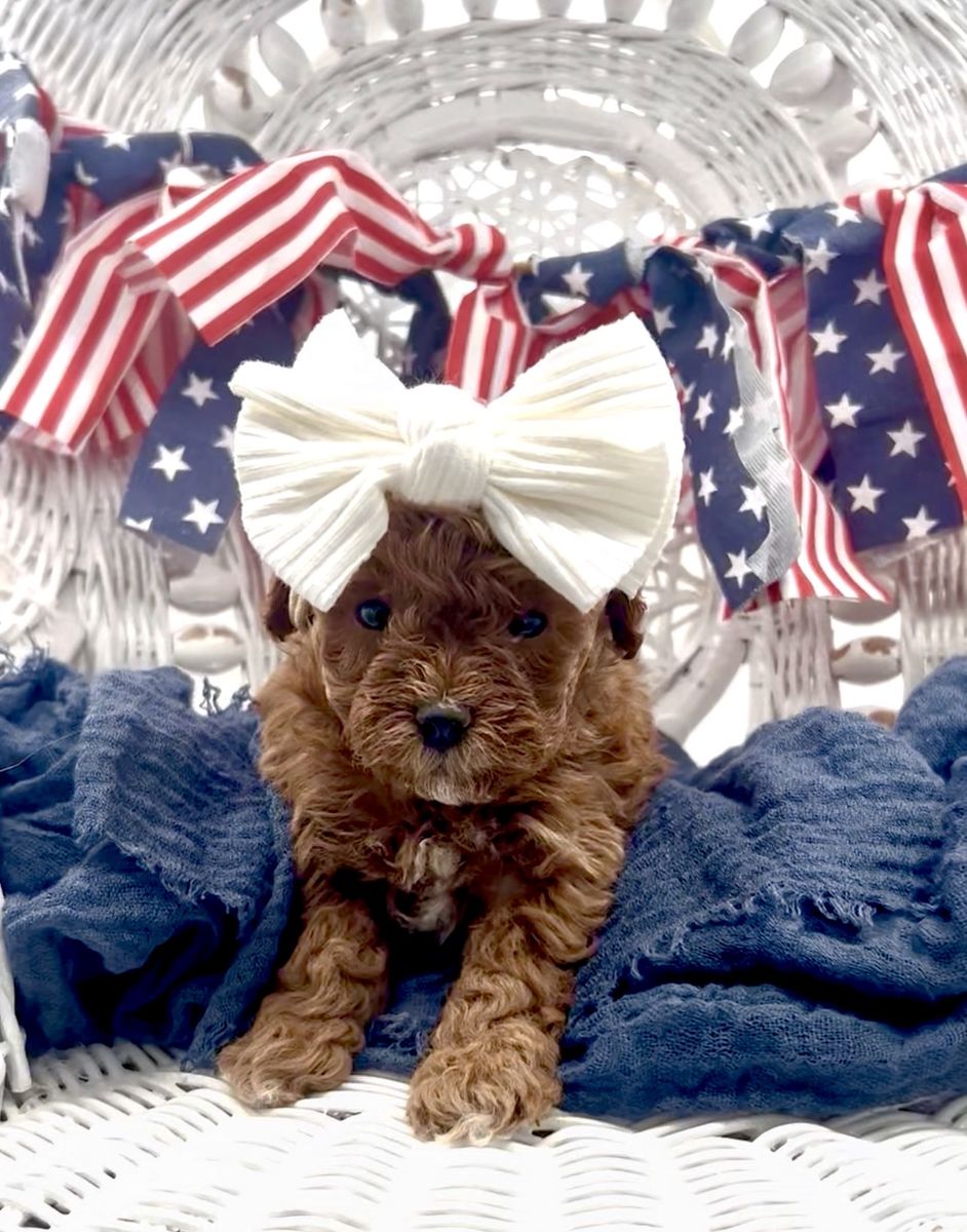 Tiny Teacup Cavapoo girl Ready for a home July 22!