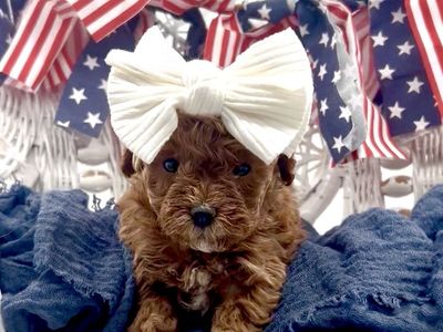 Tiny Teacup Cavapoo girl Ready for a home July 22!