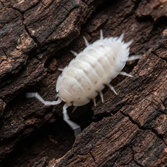 Powder white isopods