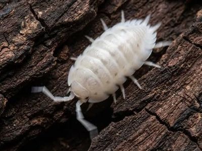 Powder white isopods