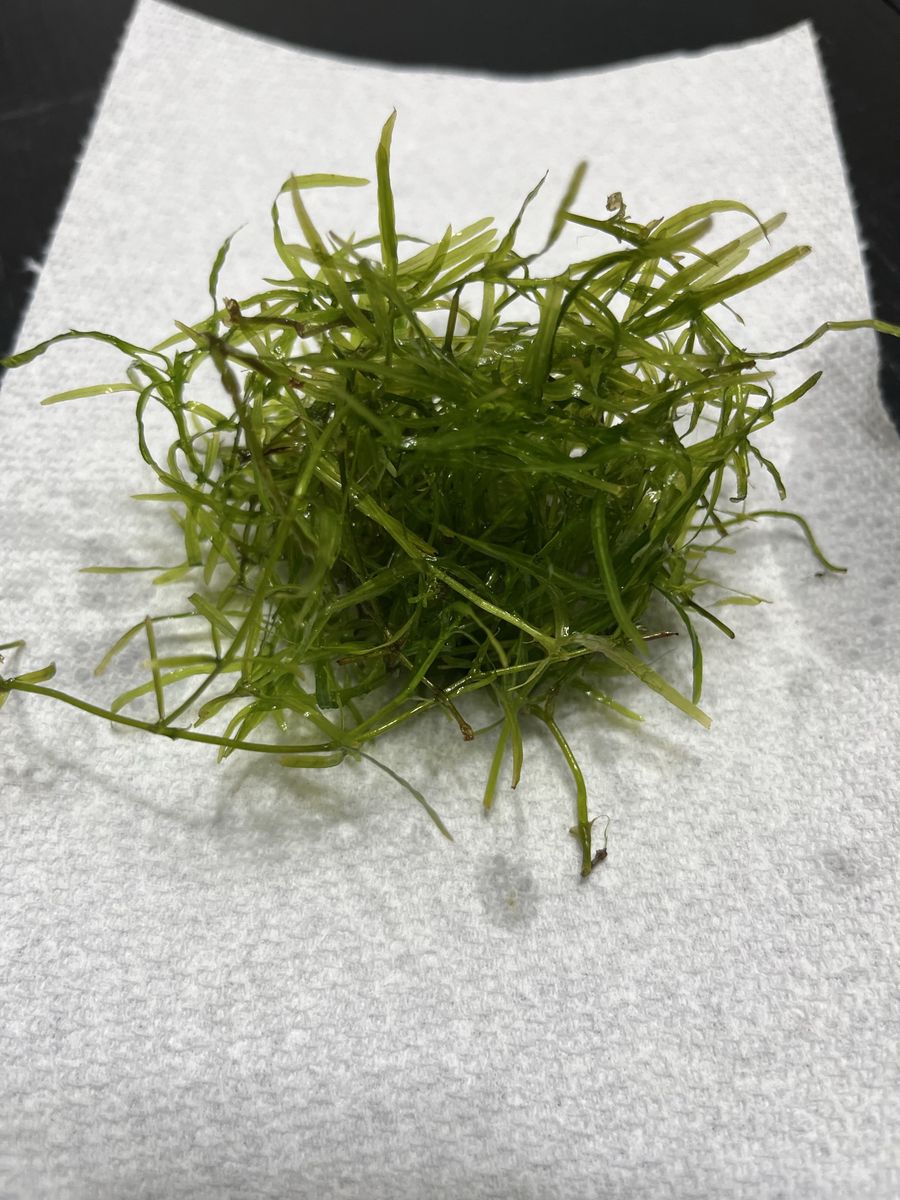 Guppy Grass Live Aquarium Plant (Tennis ball size portion)