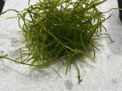 Guppy Grass Live Aquarium Plant (Tennis ball size portion)