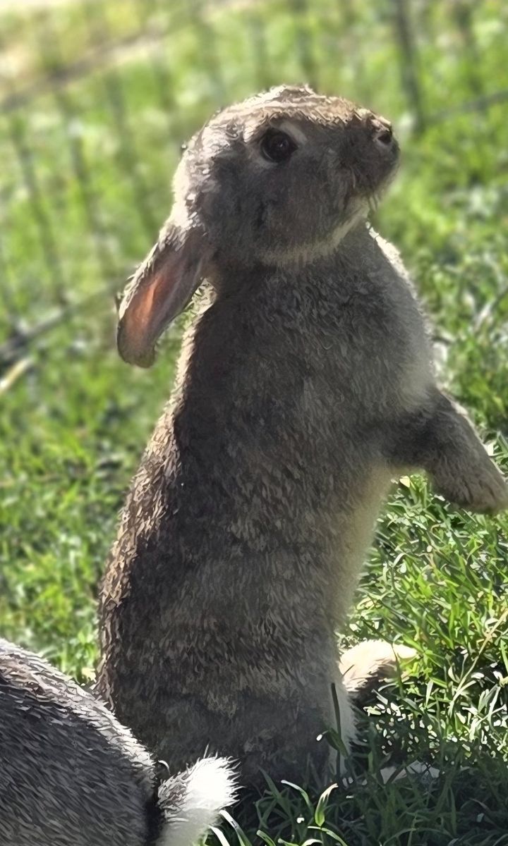 Silver Bunny Rabbit Rescue 