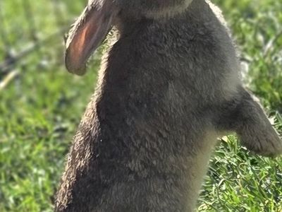 Silver Bunny Rabbit Rescue