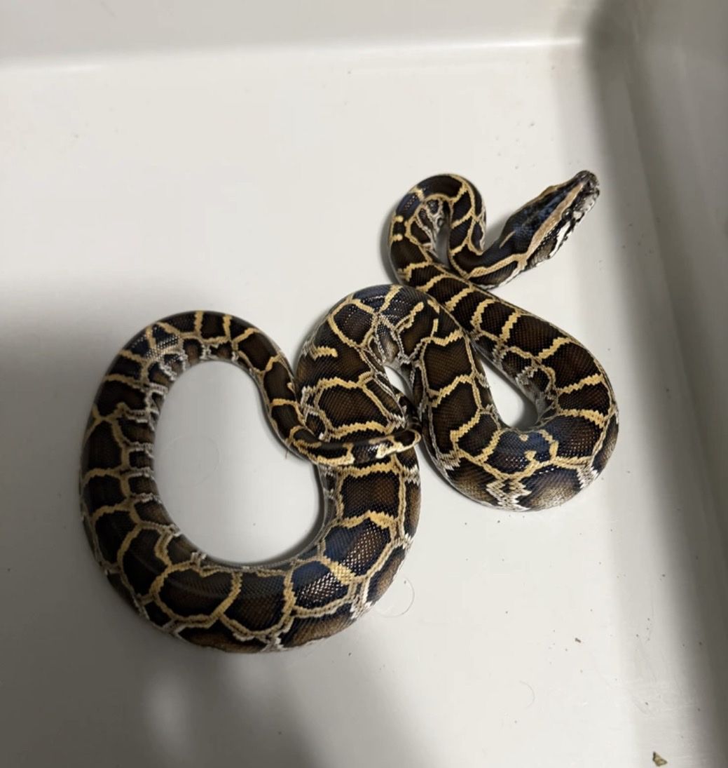 Iso BURMESE PYTHONS