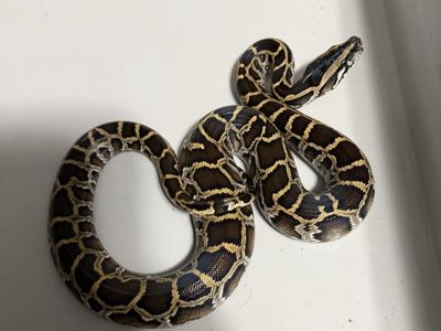 Iso BURMESE PYTHONS