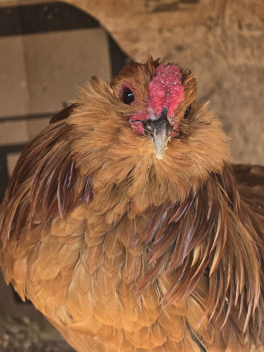 Quail Belgium d'anver breeding pairs