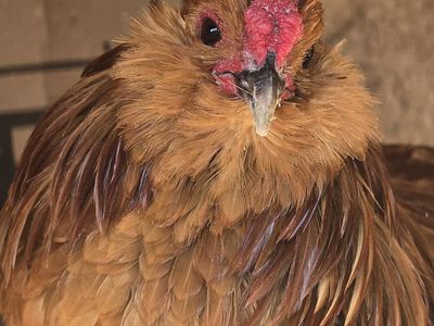 Quail Belgium d'anver breeding pairs
