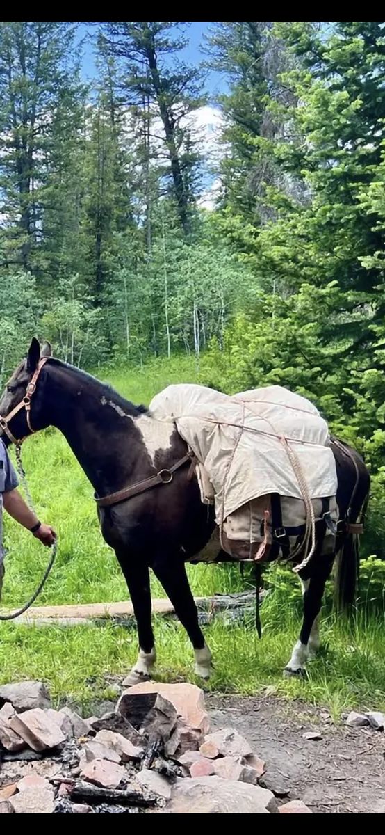 Missouri Foxtrotter/Tennessee walker gelding.