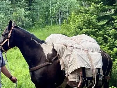 Missouri Foxtrotter/Tennessee walker gelding.