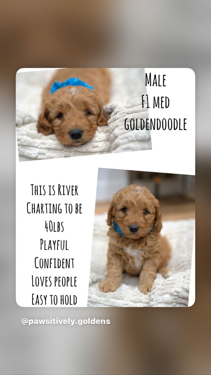 F1 medium red goldendoodle puppies
