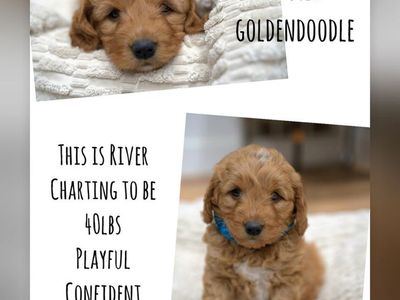 F1 medium red goldendoodle puppies