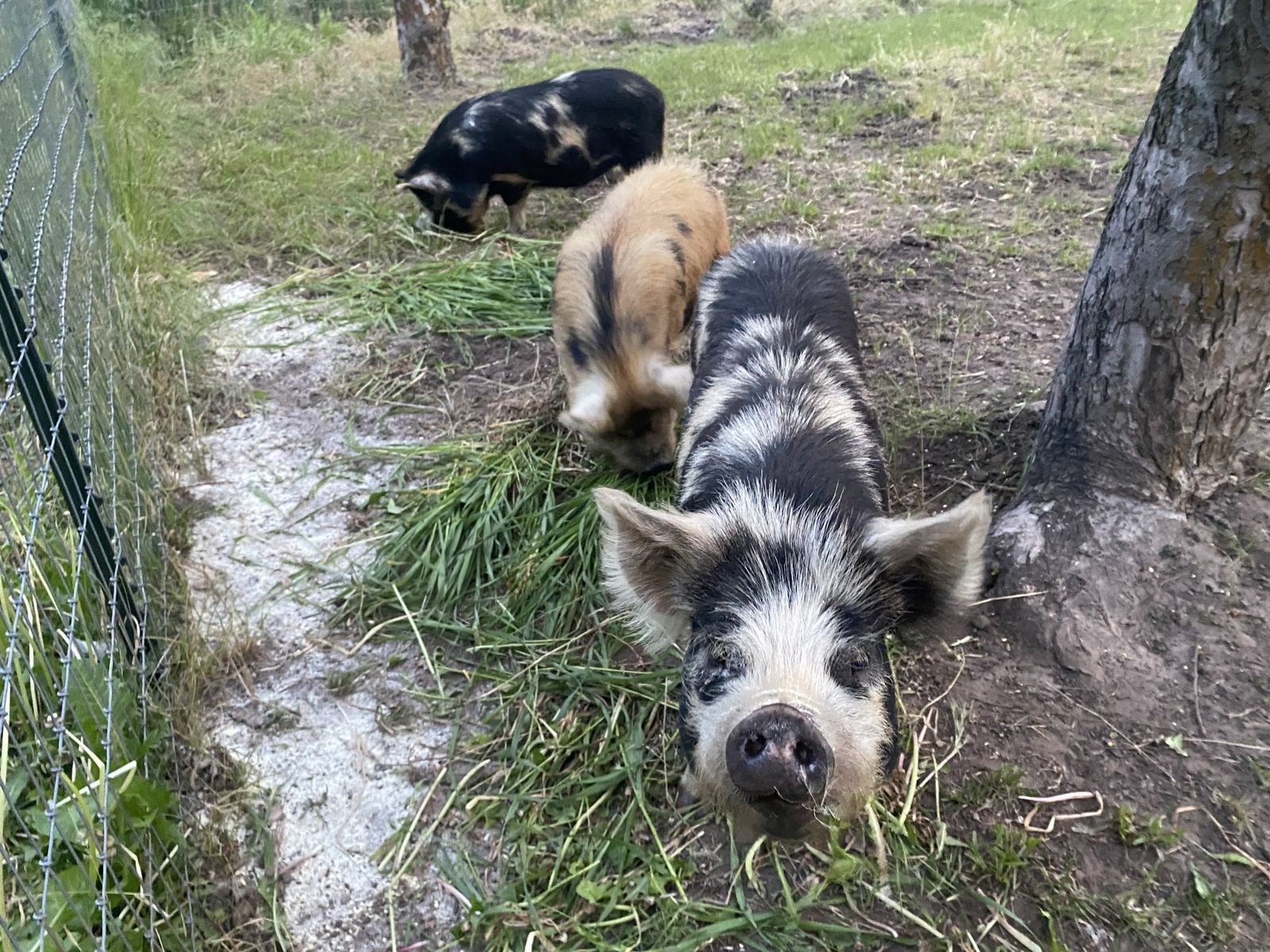 Kunekune Gilts