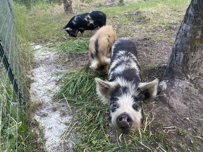 Kunekune Gilts