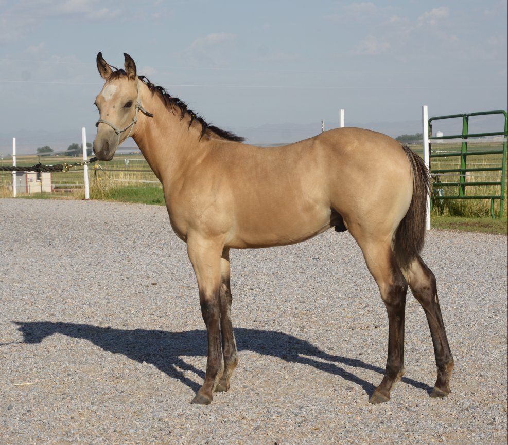 AQHA Registered Buckskin Stallion - Dats Jlos Dunbar