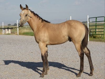 AQHA Registered Buckskin Stallion - Dats Jlos Dunbar