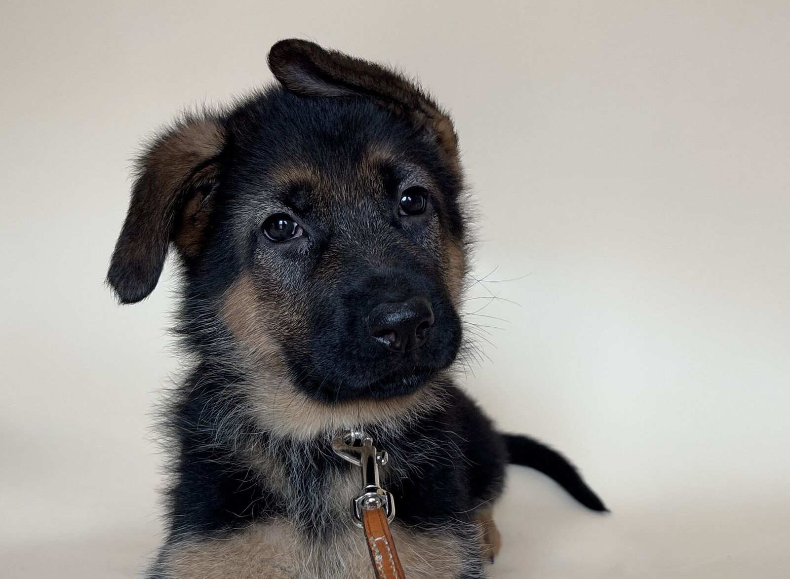 AKC Female German Shepherd Puppy – Temperament Tested – Free Delivery to SLC