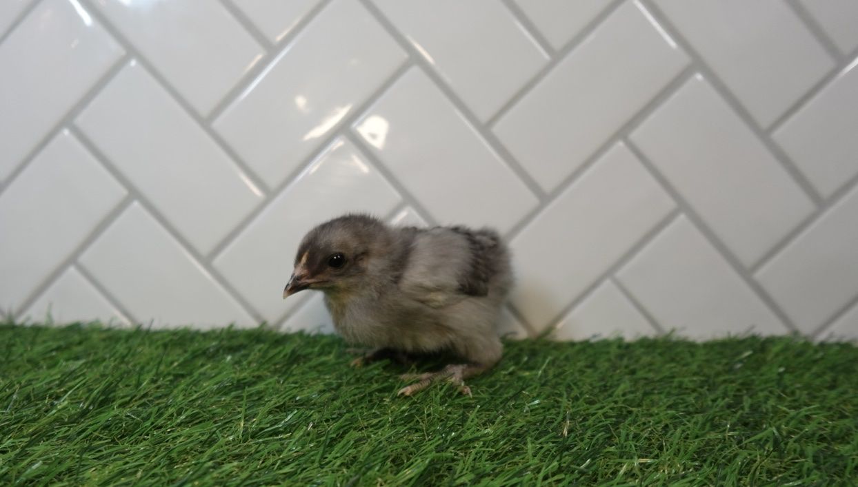 Sapphire Gem Pullets