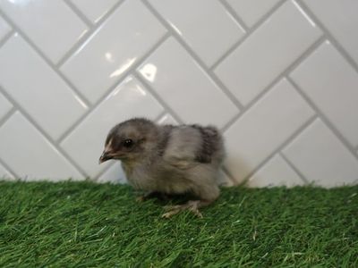 Sapphire Gem Pullets