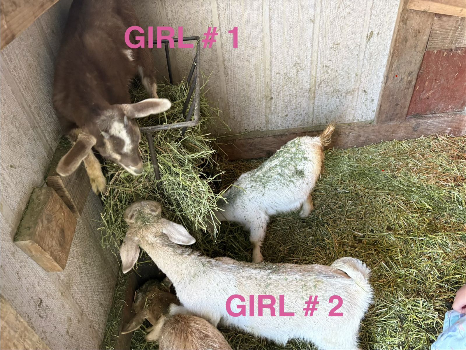 Nigerian Dwarf Goats 2 Does
