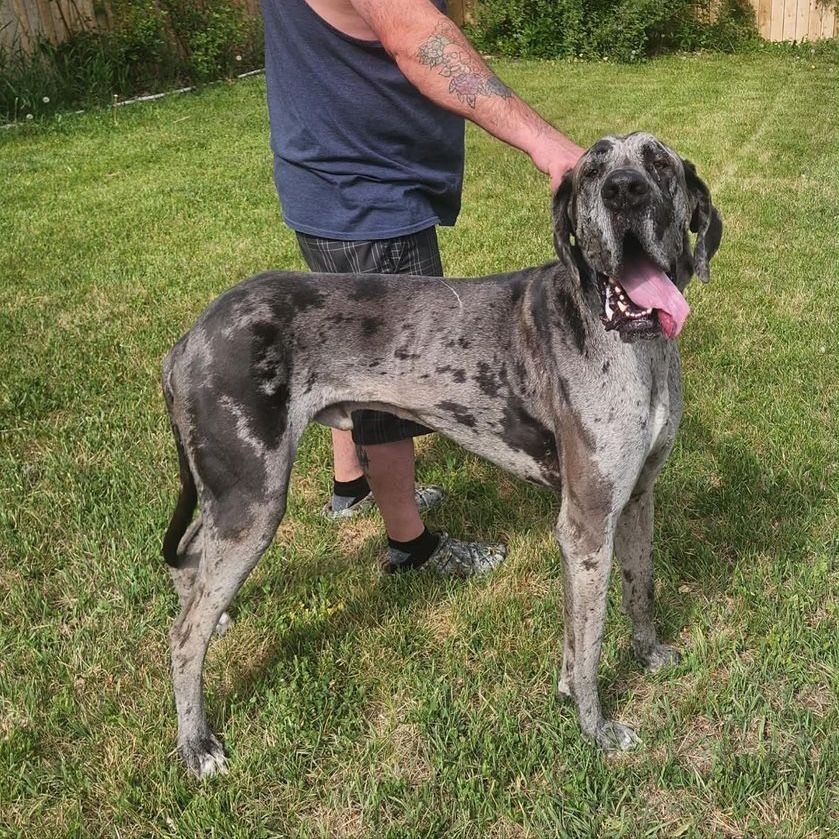 Male Great Dane