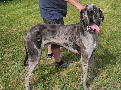 Male Great Dane