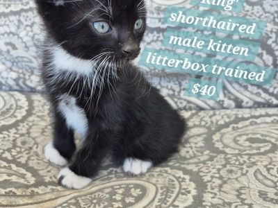 Friendly, litterbox trained, adorable kittens! great with kids!