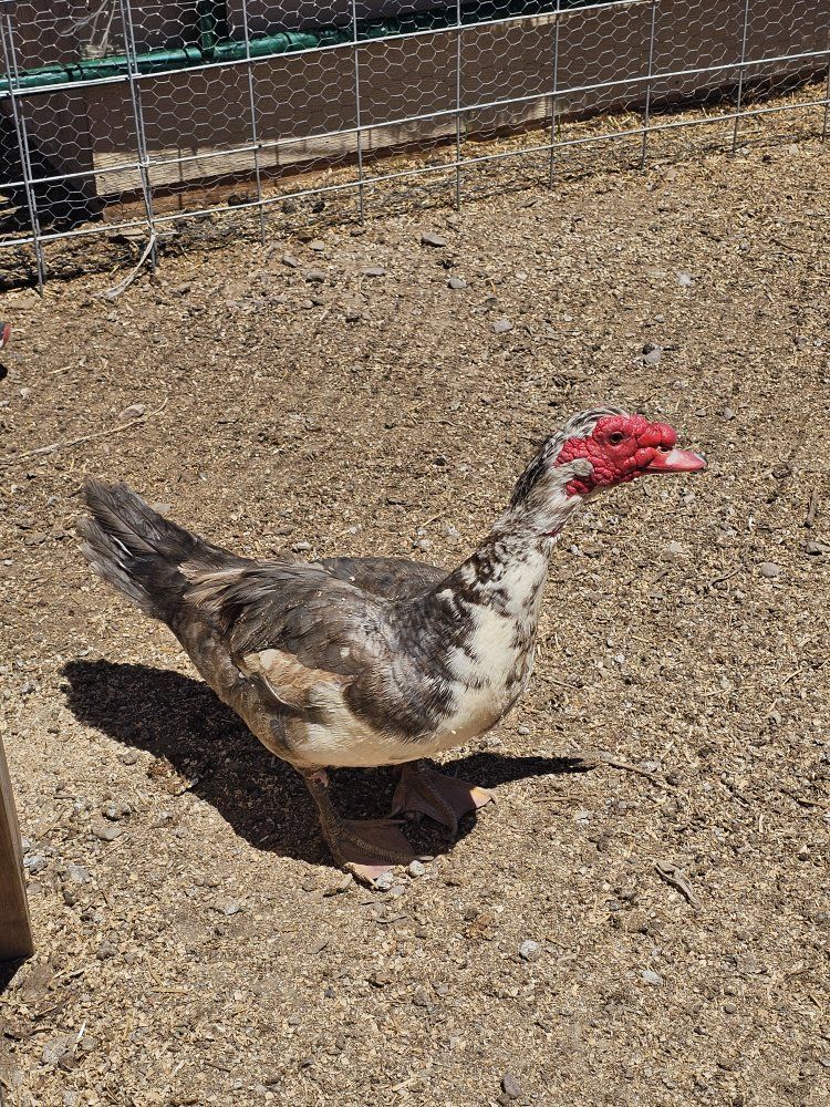 Muscovy Drake