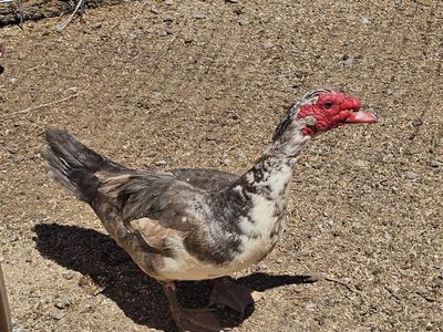 Muscovy Drake