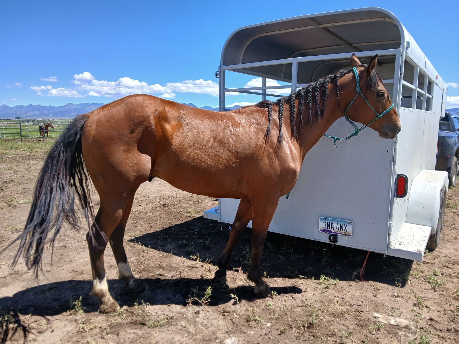 Super nice qh gelding