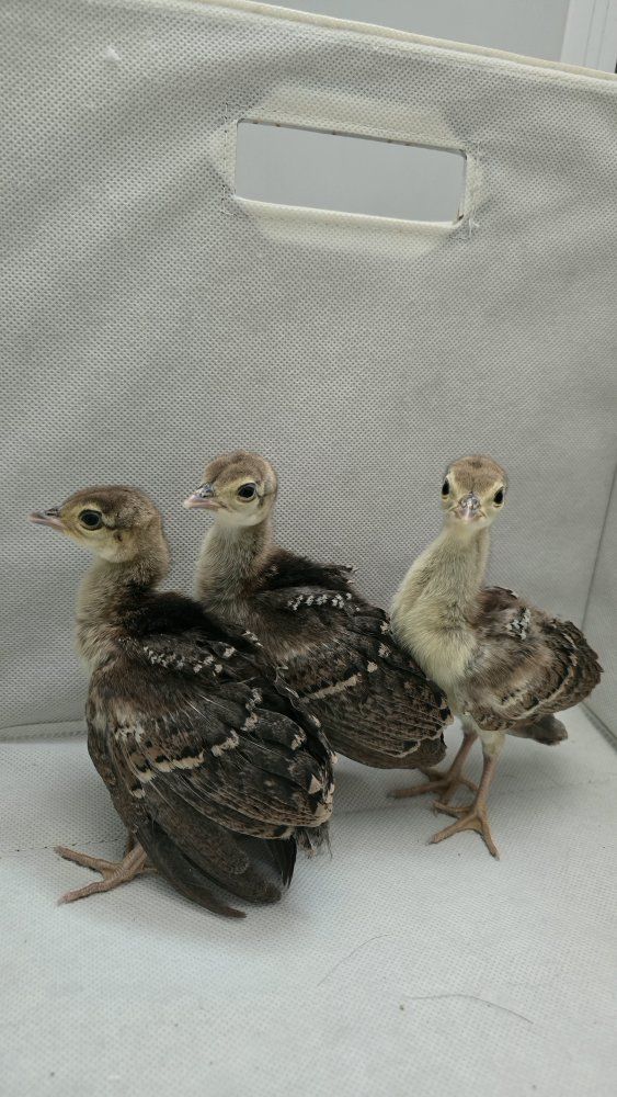 Baby Peafowl / Peachicks - Live Birds (Set of 3)