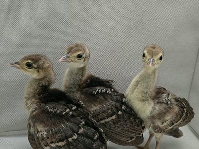 Baby Peafowl / Peachicks - Live Birds (Set of 3)