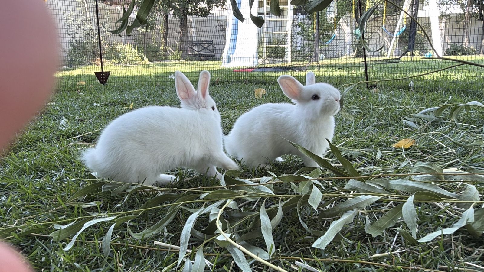 Sweetest and Softest Baby Netherland Dwarf mix Bunnies Ever! White with Blue Eyes!