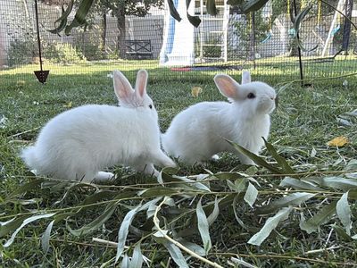 Sweetest and Softest Baby Netherland Dwarf mix Bunnies Ever! White with Blue Eyes!