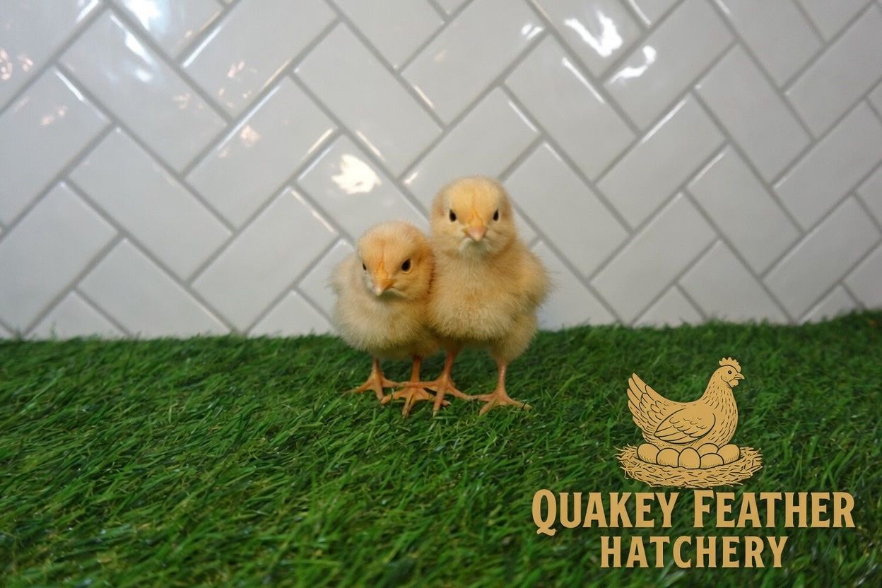 Buff Orpington Chicks