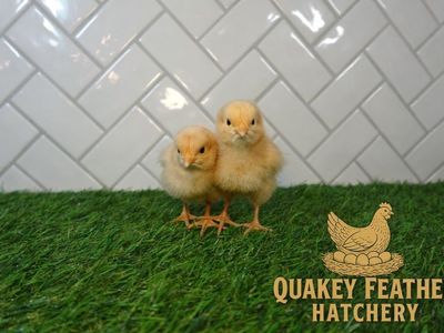 Buff Orpington Chicks