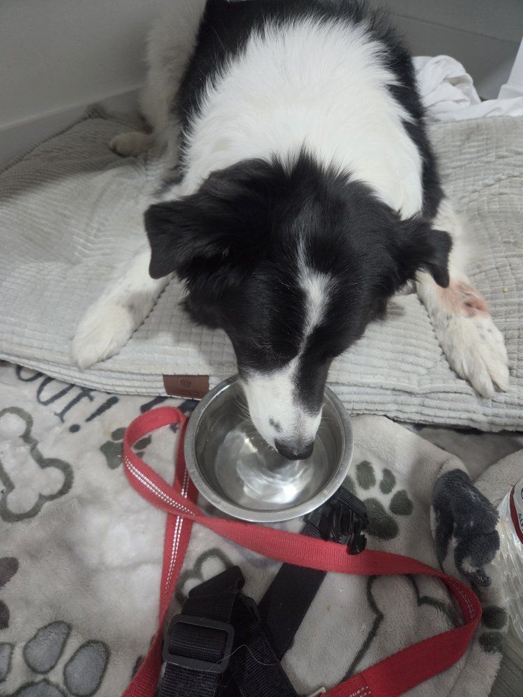 12 yr old Senior Dog for Loving Home Forever Family