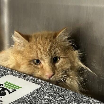 Hello my name is Fuzz Lightyear