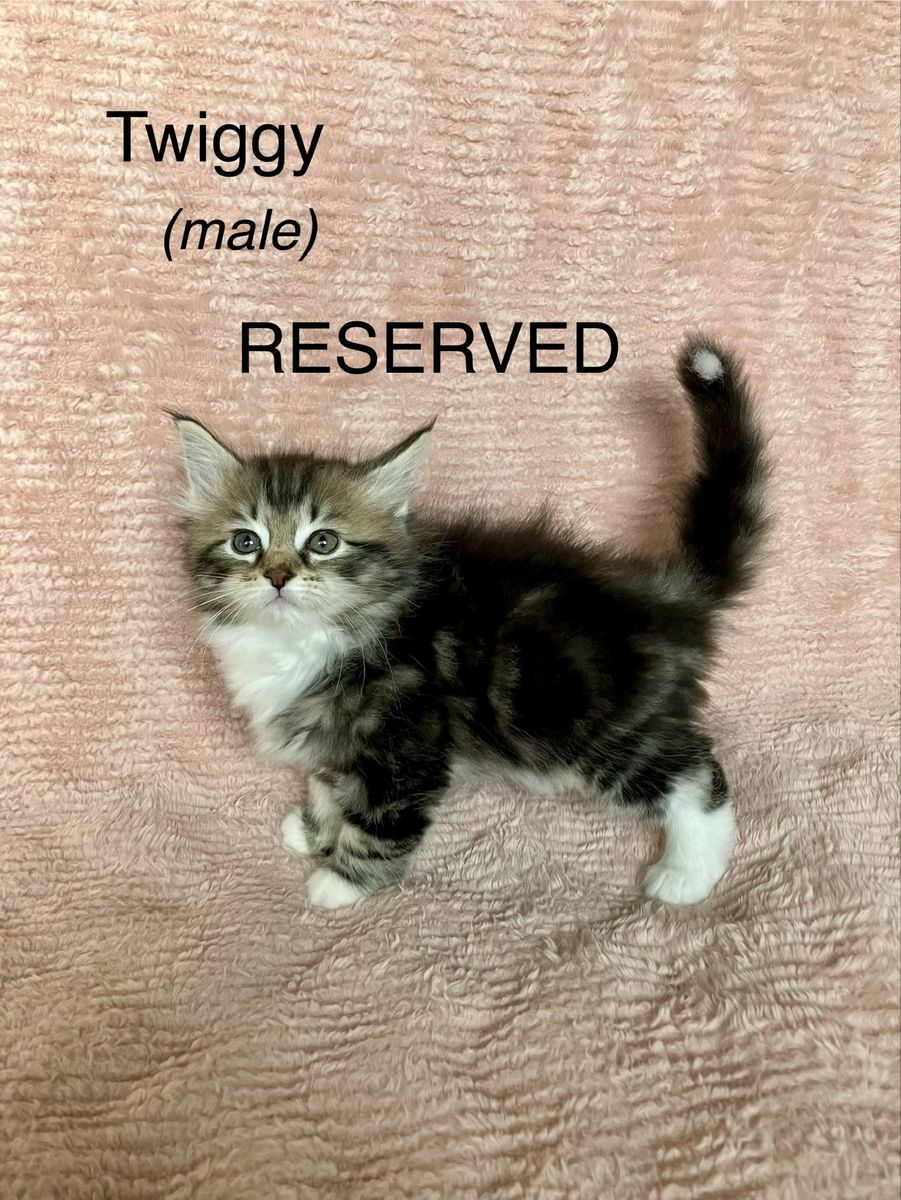 Siberian Ragdoll mix kittens for sale