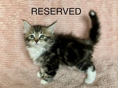 Siberian Ragdoll mix kittens for sale