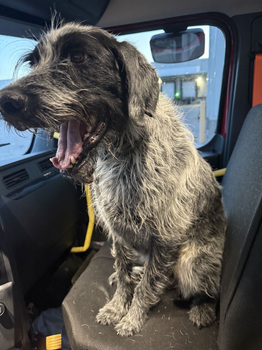 Dog found