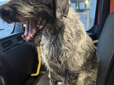 Dog found