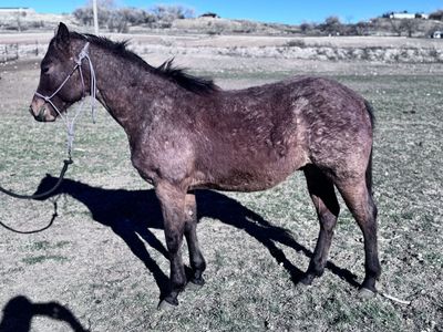 AQHA ‘25 Colt
