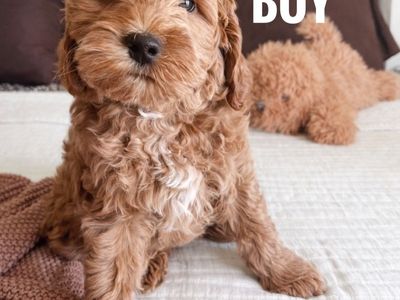 Mini Golden Doodle Puppy's/ Ready For Homes