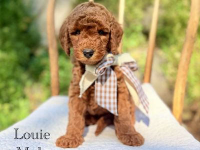Multigenerational Goldendoodles health and genetic tested health warranty