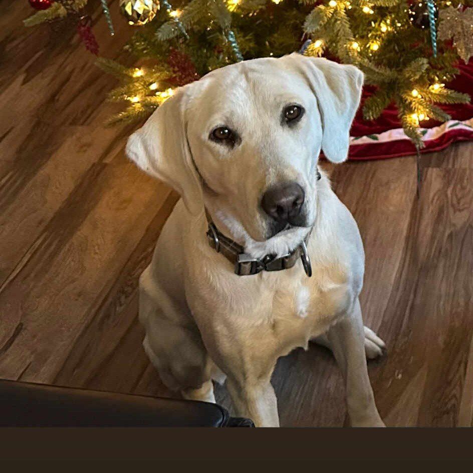 Pure breed white lab