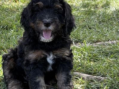 Ultra Bernedoodle Puppies - Ready July 1st